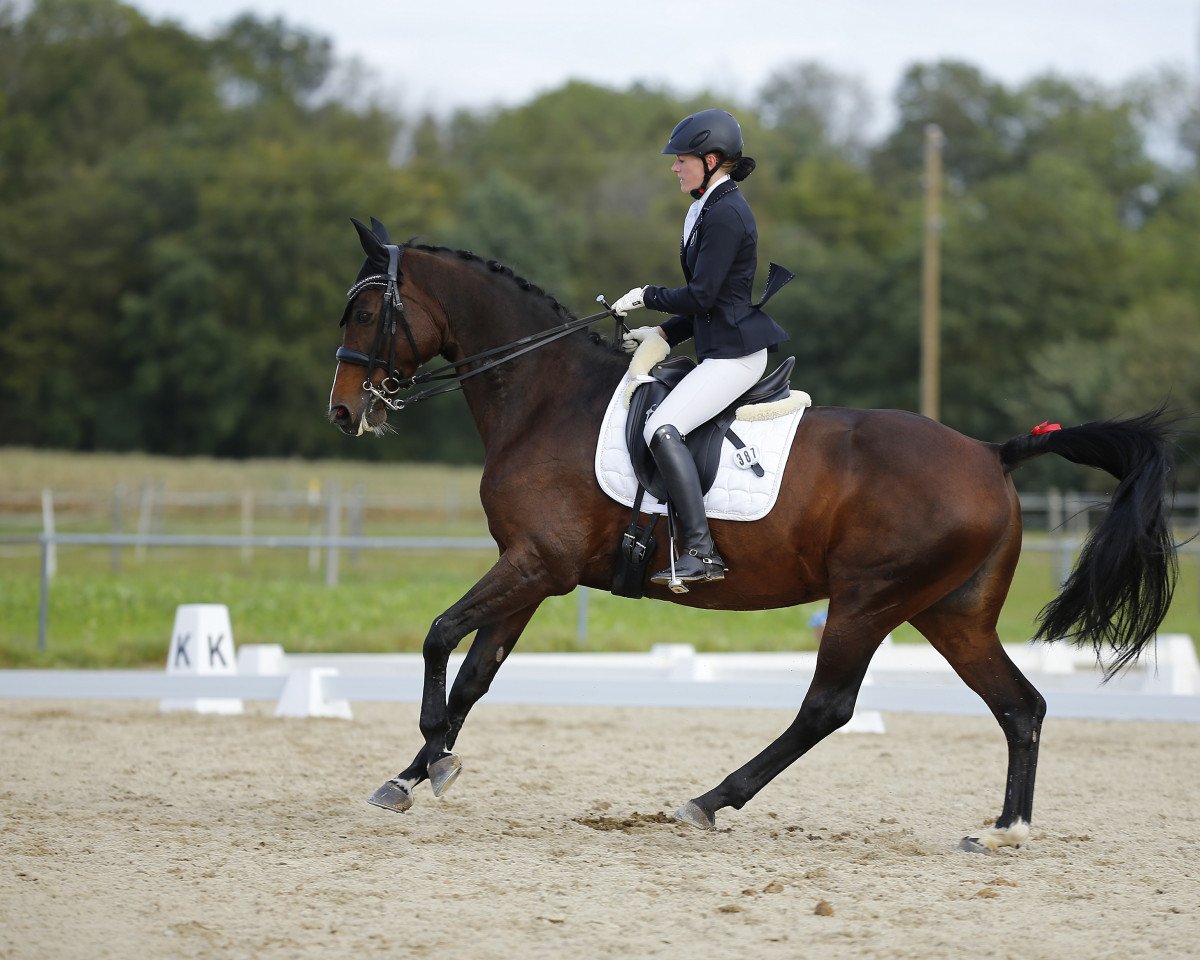 broodmare Quite Lady (Oldenburg, 2008, from Quite Capitol)