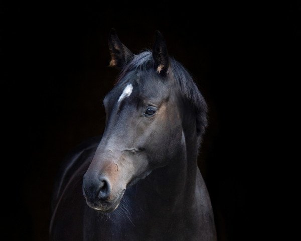 dressage horse Junah (Bavarian, 2016, from Bailando)