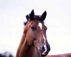 dressage horse Aumeister (Bavarian, 2007, from Alvarez)