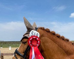 dressage horse Dream Boy 106 (German Riding Pony, 2012, from Hilkens Dance Forever)