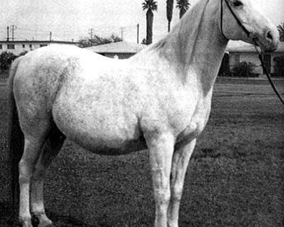 broodmare Bint Sahara 1942 ox (Arabian purebred, 1942, from Farawi 1936 ox)