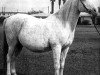 broodmare Bint Sahara 1942 ox (Arabian thoroughbred, 1942, from Farawi 1936 ox)