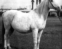 broodmare Bint Sahara 1942 ox (Arabian thoroughbred, 1942, from Farawi 1936 ox)