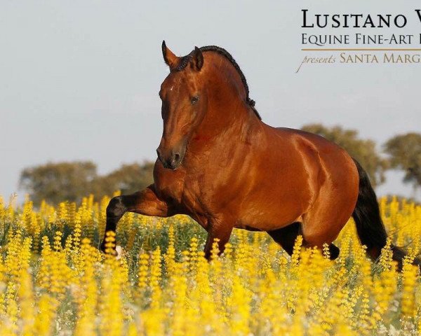 stallion Spartacus (Lusitano, 1999, from Xaquiro)