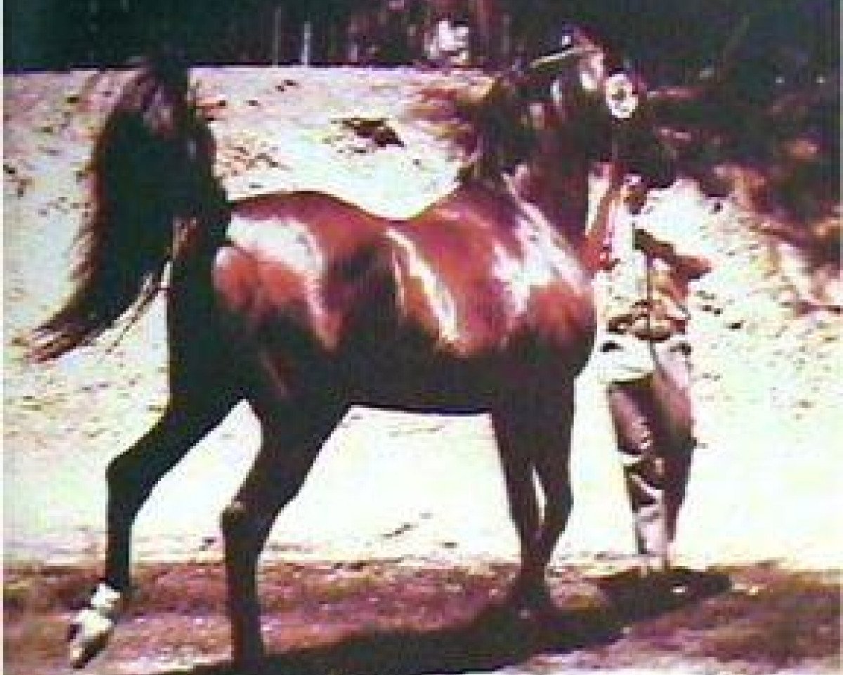 stallion Fadjur ox (Arabian purebred, 1952, from Fadheilan 1942 ox)