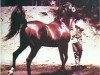 stallion Fadjur ox (Arabian thoroughbred, 1952, from Fadheilan 1942 ox)