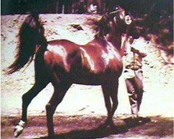 stallion Fadjur ox (Arabian thoroughbred, 1952, from Fadheilan 1942 ox)