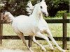 stallion Wazir Ibn Morafic 1971 ox (Arabian thoroughbred, 1971, from Morafic 1956 EAO)