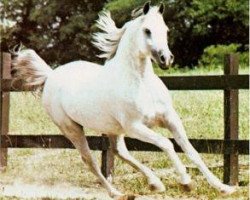 stallion Wazir Ibn Morafic 1971 ox (Arabian thoroughbred, 1971, from Morafic 1956 EAO)