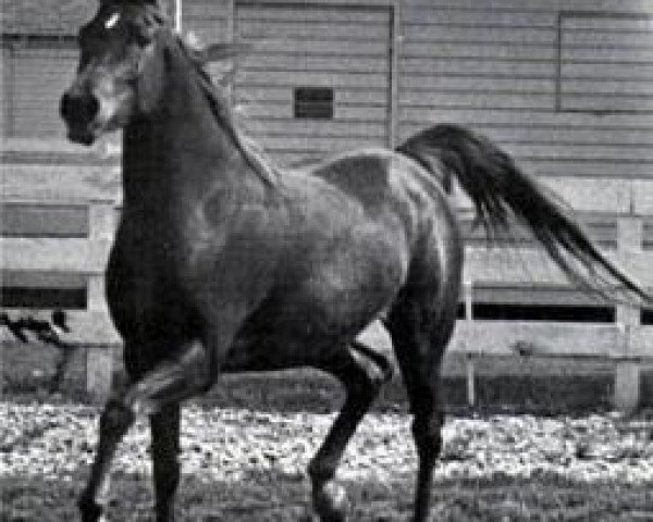 broodmare Dawlat 1961 EAO (Arabian thoroughbred, 1961, from Anter 1946 EAO)