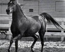 broodmare Dawlat 1961 EAO (Arabian thoroughbred, 1961, from Anter 1946 EAO)