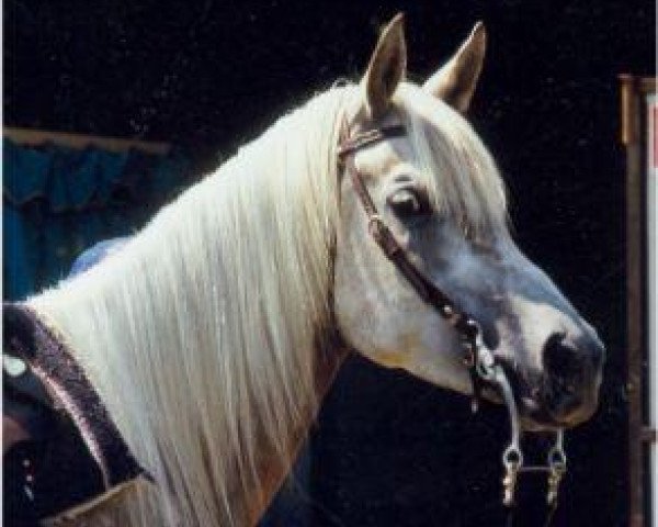 horse Ra'Sharee ox (Arabian thoroughbred, 1992, from U.P. Mokran 1983 ox)
