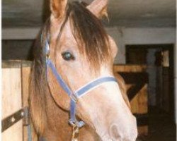 horse Ra'Moneer ox (Arabian thoroughbred, 1991, from U.P. Mokran 1983 ox)