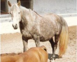 broodmare Ra'Shaka ox (Arabian thoroughbred, 1984, from Ibn Shaker I 1973 ox)