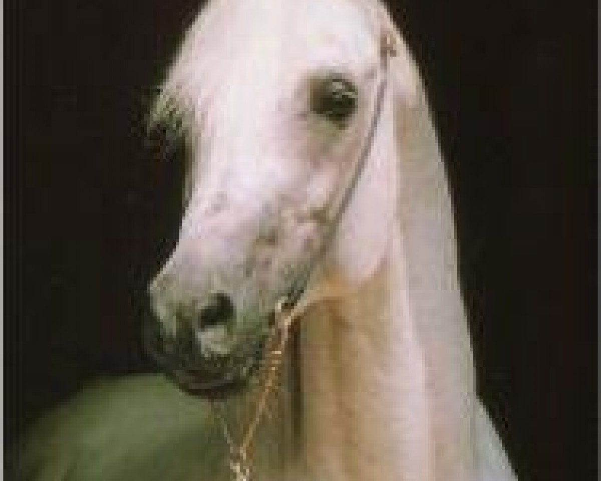 stallion Ibn Shaker I 1973 ox (Arabian purebred, 1973, from Shaker El Masri 1963 EAO)