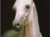 stallion Ibn Shaker I 1973 ox (Arabian thoroughbred, 1973, from Shaker El Masri 1963 EAO)
