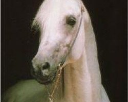 stallion Ibn Shaker I 1973 ox (Arabian thoroughbred, 1973, from Shaker El Masri 1963 EAO)