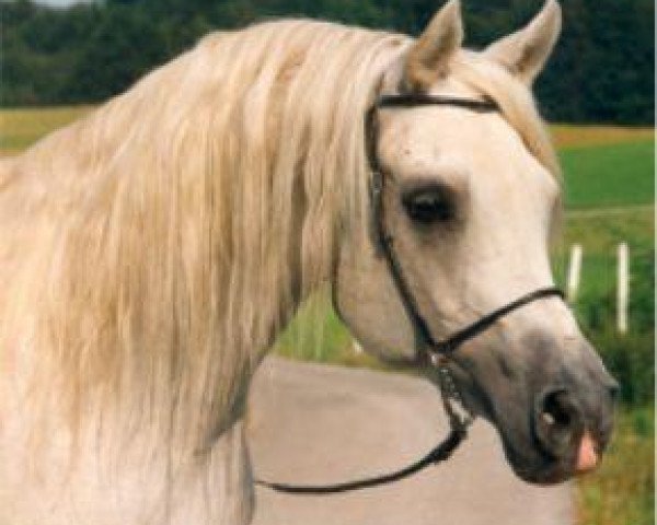 stallion U.P. Mokran 1983 ox (Arabian thoroughbred, 1983, from Messaoud 1979 ox)
