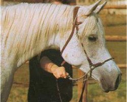 broodmare Maymoonah ox (Arabian thoroughbred, 1971, from Hadban Enzahi 1952 EAO)