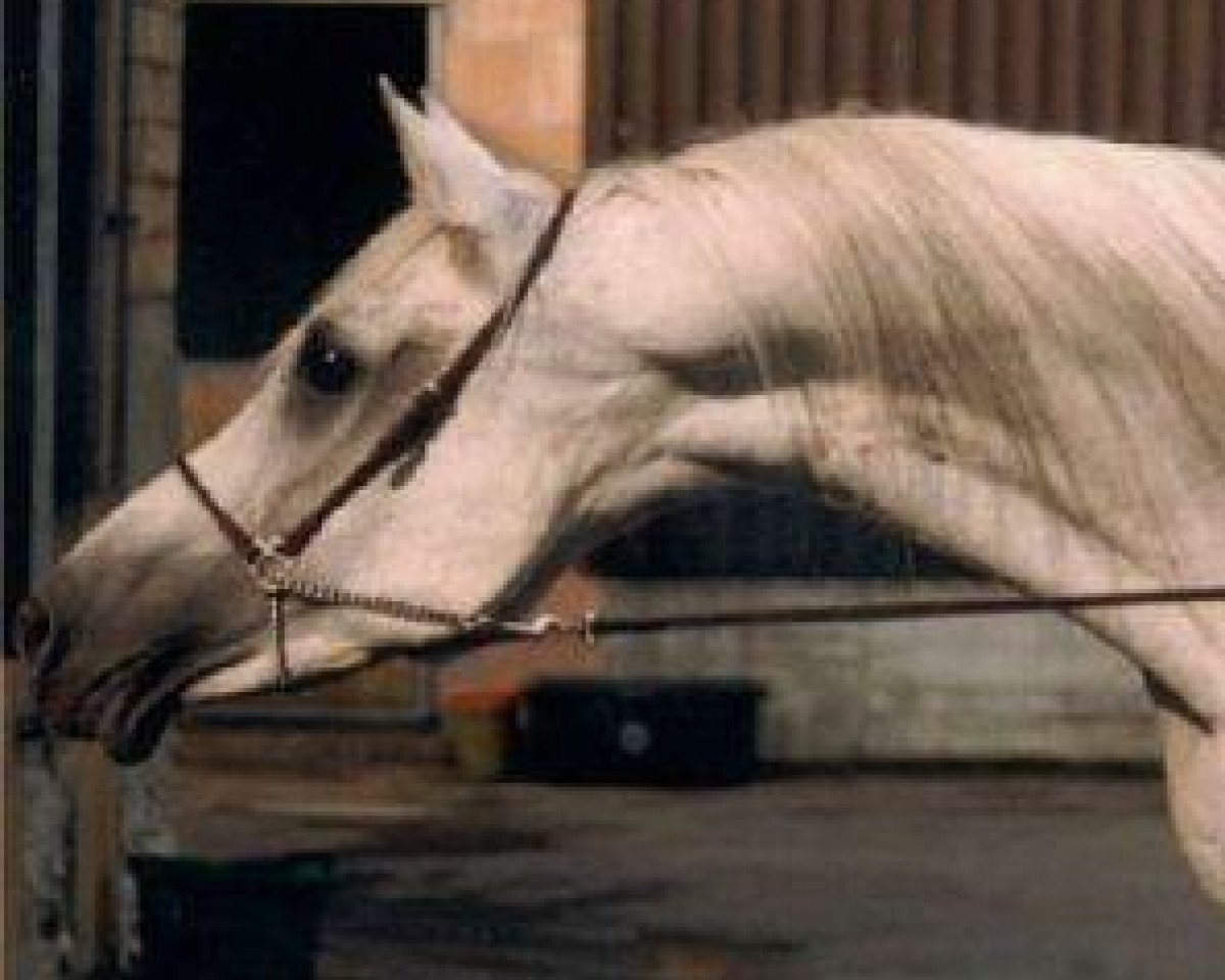 stallion Madkour 1964 EAO (Arabian purebred, 1964, from Morafic 1956 EAO)