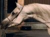 stallion Madkour 1964 EAO (Arabian thoroughbred, 1964, from Morafic 1956 EAO)