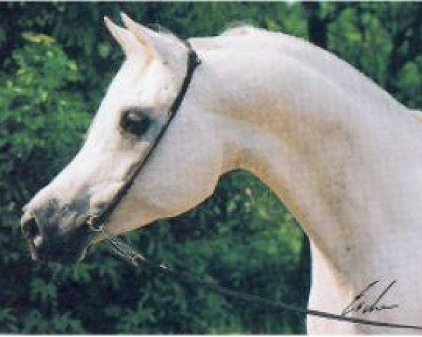 stallion Messaoud 1979 ox (Arabian thoroughbred, 1979, from Madkour 1964 EAO)
