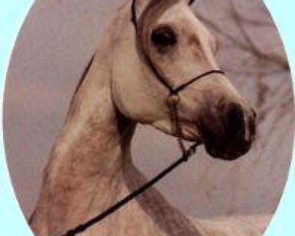 broodmare Mahrousa 1978 ox (Arabian thoroughbred, 1978, from Mehanna 1971 EAO)