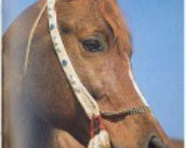 stallion Mehanna 1971 EAO (Arabian thoroughbred, 1971, from Galal 1959 EAO)
