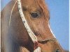 stallion Mehanna 1971 EAO (Arabian thoroughbred, 1971, from Galal 1959 EAO)