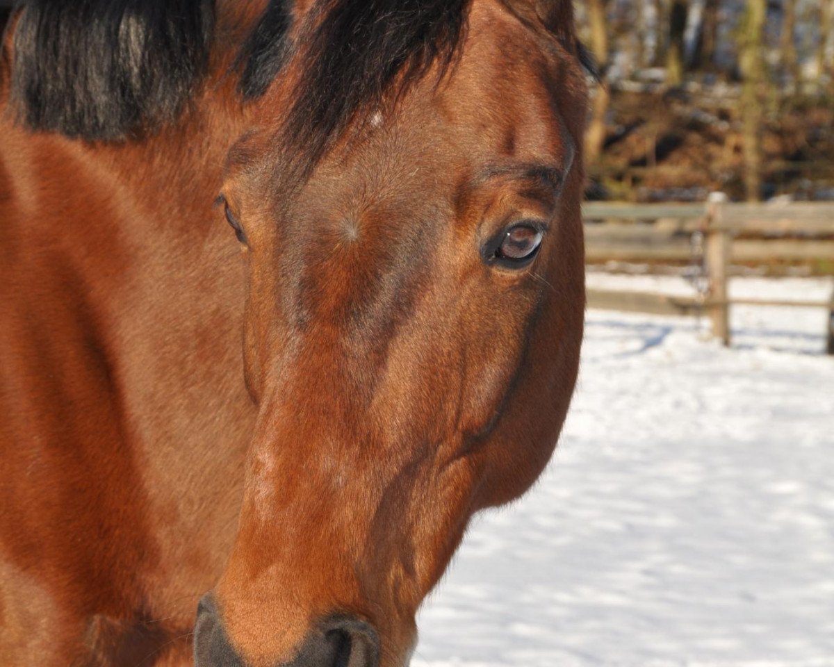dressage horse Cocktail S (Brandenburg, 2001, from Convoi)
