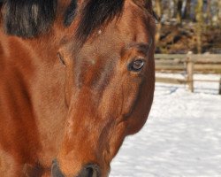 dressage horse Cocktail S (Brandenburg, 2001, from Convoi)