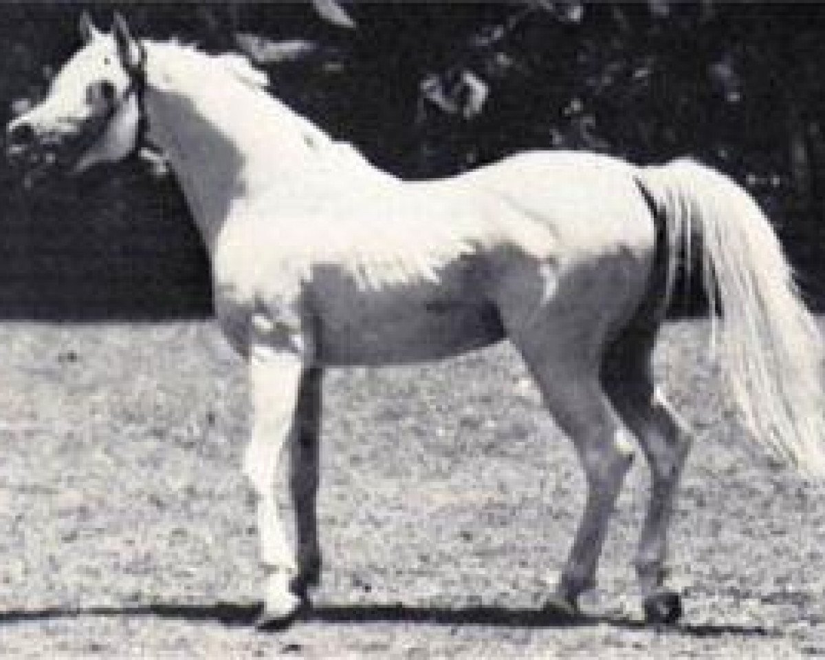horse Hassan 1959 EAO (Arabian purebred, 1959, from Nazeer 1934 RAS)