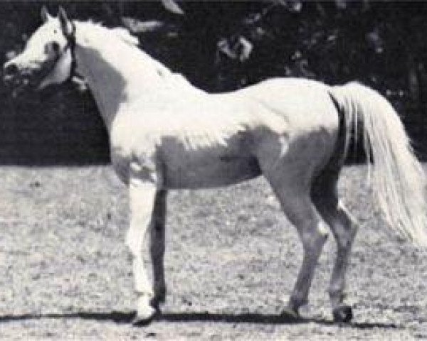 horse Hassan 1959 EAO (Arabian thoroughbred, 1959, from Nazeer 1934 RAS)