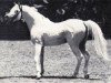Pferd Hassan 1959 EAO (Vollblutaraber, 1959, von Nazeer 1934 RAS)