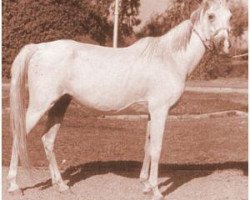 broodmare Hemmat 1952 RAS (Arabian thoroughbred, 1952, from Sid Abouhom 1936 RAS)