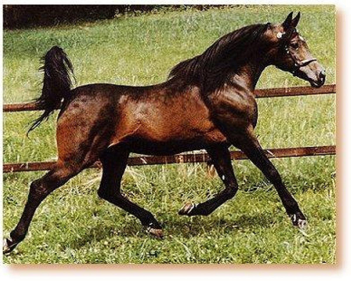 stallion Kasr El Nil 1971 EAO (Arabian purebred, 1971, from Tuhotmos 1962 EAO)