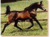 stallion Kasr El Nil 1971 EAO (Arabian thoroughbred, 1971, from Tuhotmos 1962 EAO)