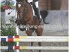 jumper Manolo 68 (German Riding Pony, 2004, from Mentos)