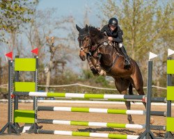 jumper Montinio (German Sport Horse, 2017, from Mont Blanc 34)