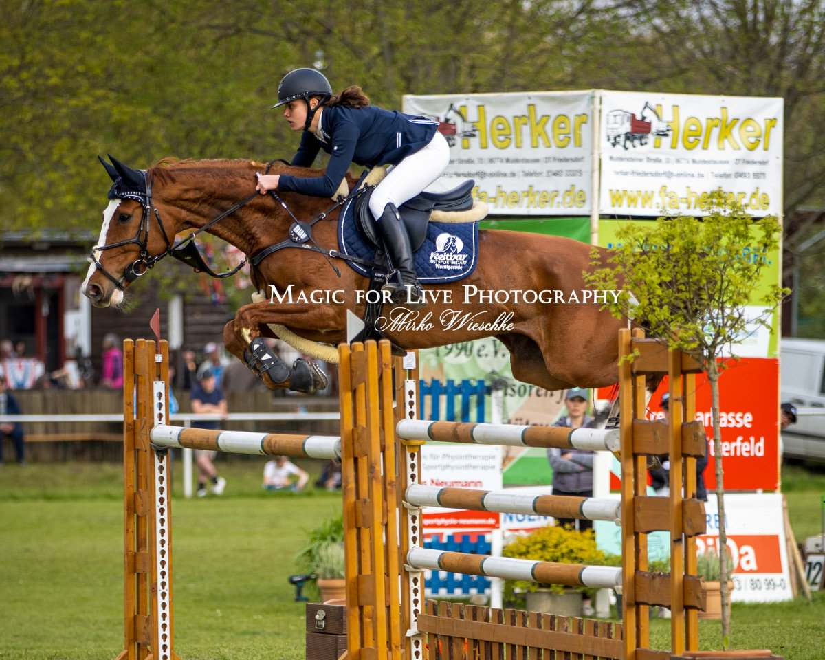 Springpferd Bella Luna (Hannoveraner, 2012, von Balou du Rouet)