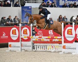 stallion Idriss de Vizy (Selle Français, 2018, from Balou du Rouet)