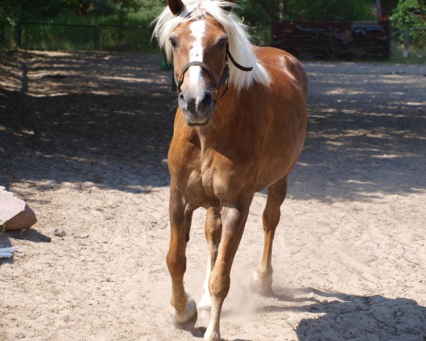 horse Scarlett (Haflinger, 1993, from Nero)