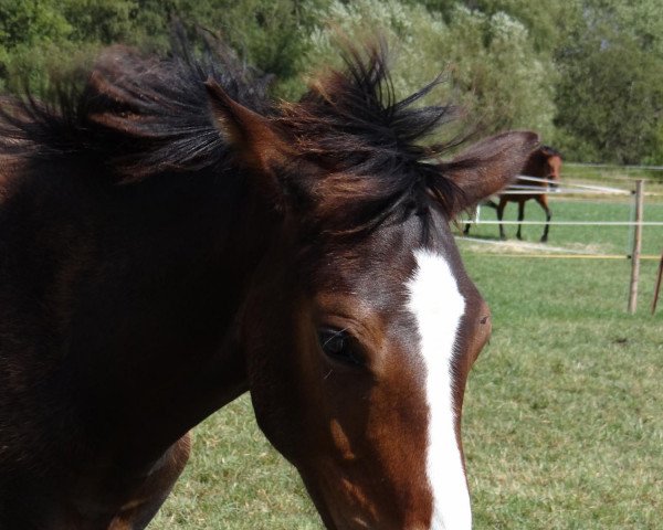 Zuchtstute Chiara di Luna (Deutsches Reitpony, 2012, von Bumerang)