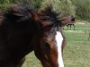 broodmare Chiara di Luna (German Riding Pony, 2012, from Bumerang)