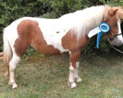 broodmare Graziana (Dt.Part-bred Shetland pony, 2010, from Bobo)