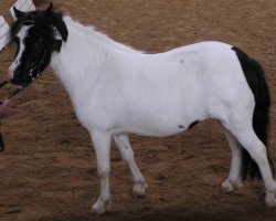 Zuchtstute Schneewittchen (Shetland Pony, 2001, von Flamenco)