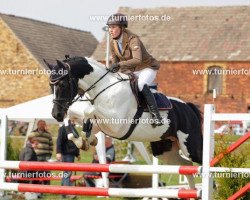 stallion Sarto (German Warmblood, 2006, from Samenco II K)