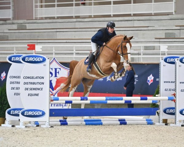 stallion IGNE DE FELINES (Selle Français, 2018, from Emerald van 't Ruytershof)