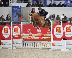 Deckhengst Ilarius du Bary (Selle Français, 2018, von Quabri de l'Isle)