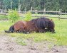 stallion Peppino II (Shetland Pony, 1995, from Pernot A 480)